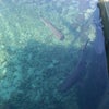 Foto Penangkaran ikan hiu karimun jawa, Jawa tengah