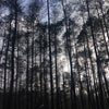 Foto Hutan Pinus, Lembang