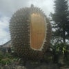 Foto Warso Durian Farm, Caringin