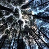 Foto Hutan Pinus, Bantul