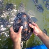Foto Taman Kili-Kili, Turtle Conservation, Trenggalek
