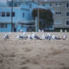Venice on the Beach Hotel