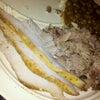 Big Bob Gibson's Bar-B-Q