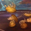 Shark Reef