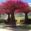 The Getty