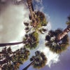 Los Angeles Airport Marriott