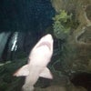 Shark Reef