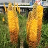The High Line
