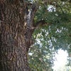 Esece Park