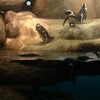 California Academy of Sciences