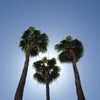 The Parker Palm Springs