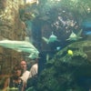 Shark Reef