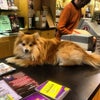 The Drama Book Shop