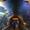 Shark Reef