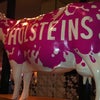 Holsteins