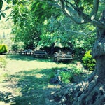 zeytincir