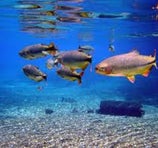 Recanto Ecológico Rio da Prata - Bonito
