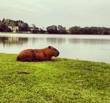 Parque Barigui - Curitiba
