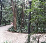 Parque Trianon (Tenente Siqueira Campos) - São Paulo