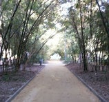 Parque García Sanabria - Santa Cruz de Tenerife