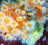 Océano Dive Center (Centro De Buceo) - Pichidangui