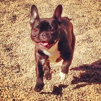 Brooklyn Bridge Park - Pier 6 - Dog Run - Dog Run in Brooklyn Heights