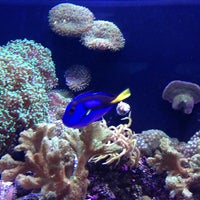 Mote aquarium coupons