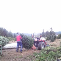 loch lolly christmas forest north plains or loch lolly christmas forest north plains or