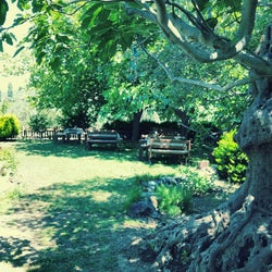 zeytincir