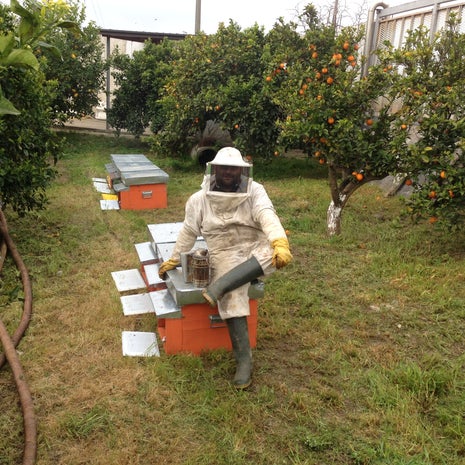 Apicoltura Il Miele di Aristomaco di Carlo Piro