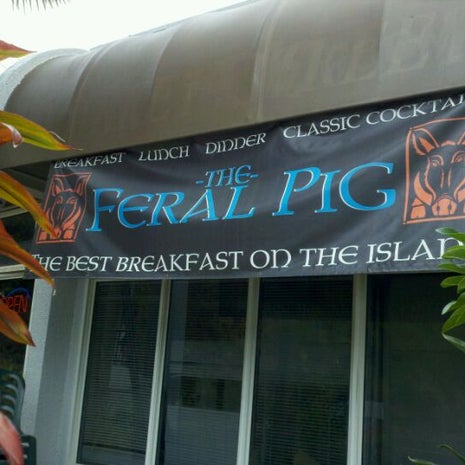 Feral Pig