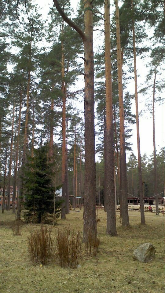 Рощино песочная 1. Райвола-Рощино.. Райвола парк. Парк в Рощино Ленинградская область. Райвола загородный отель в Рощино