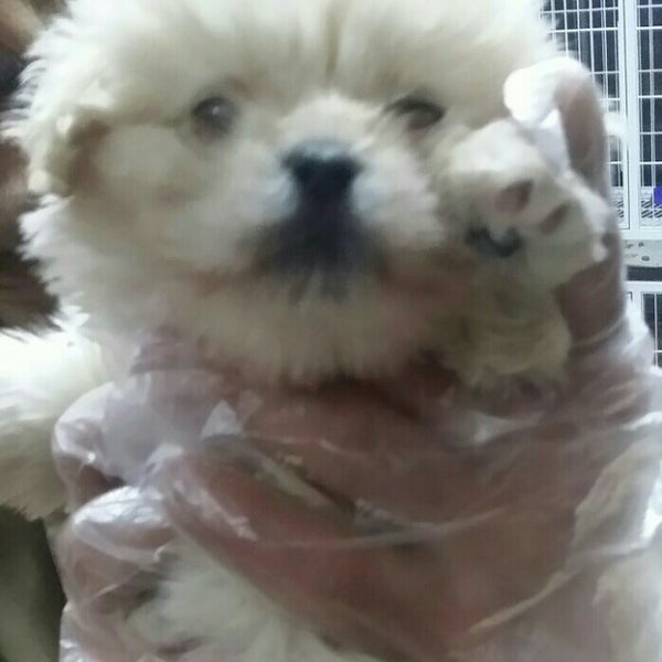Photos at Ark Pet Clinic | کلینیک حیوانات خانگی ارک - تبریز ...Photo taken at Ark Pet Clinic | کلینیک حیوانات خانگی ارک by A .. on