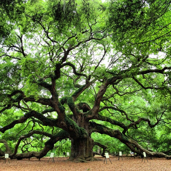 Angel Oak Tree - 41 tips from 2722 visitors