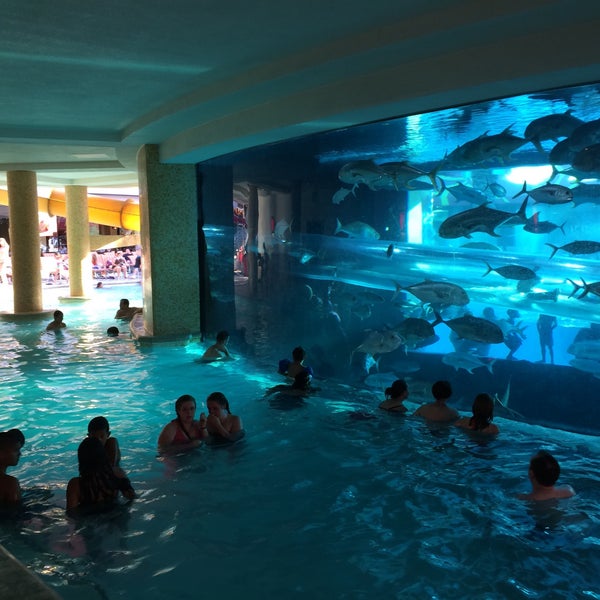 the golden nugget shark pool