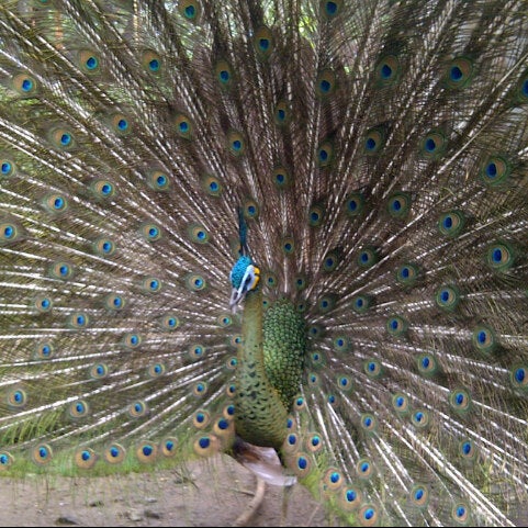 Taman Satwa Taru Jurug - Kebun Binatang di Surakarta