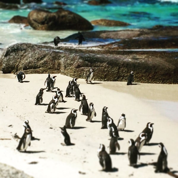 Where's Good? Holiday and vacation recommendations for Cape Town, South Africa. What's good to see, when's good to go and how's best to get there.