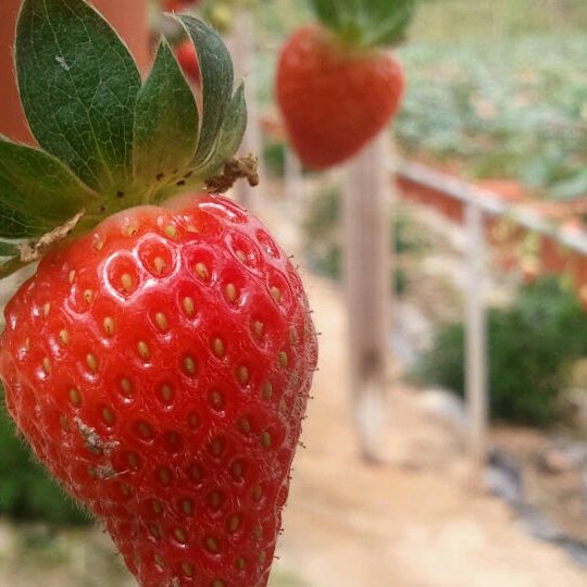 Where's Good? Holiday and vacation recommendations for Cameron Highlands, Malaysia. What's good to see, when's good to go and how's best to get there.
