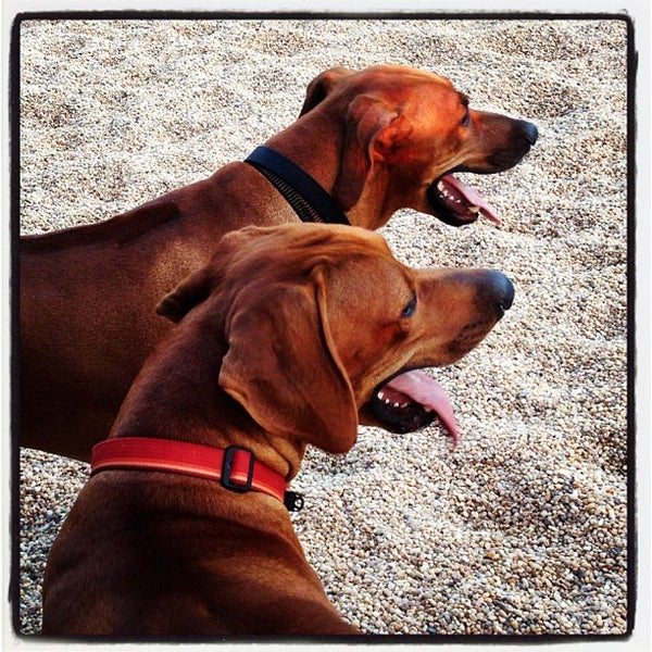 Brooklyn Bridge Park - Pier 6 - Dog Run - Dog Run in Brooklyn Heights