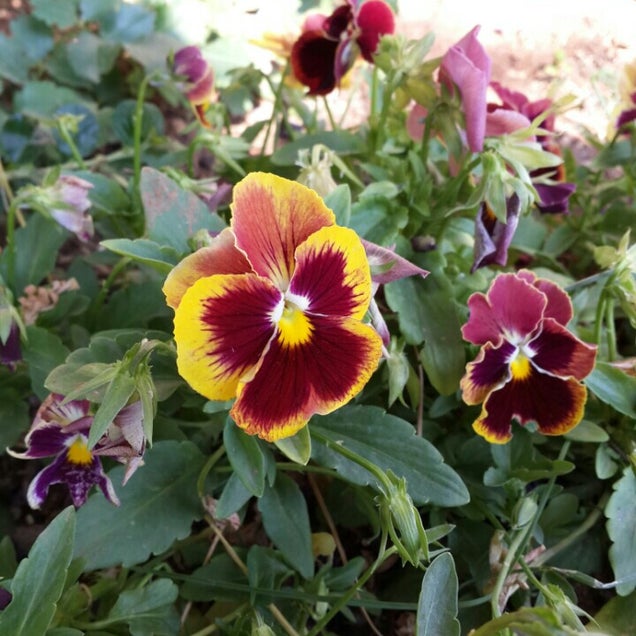 kahvaltı fotoğrafı