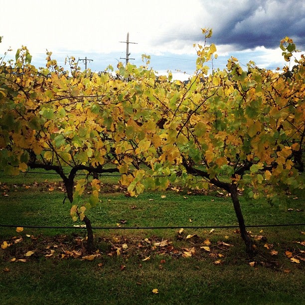 Mandala Wines Cellar Door reviews, photos Melbourne GayCities Melbourne