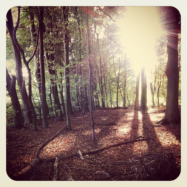 Grafenberger Wald