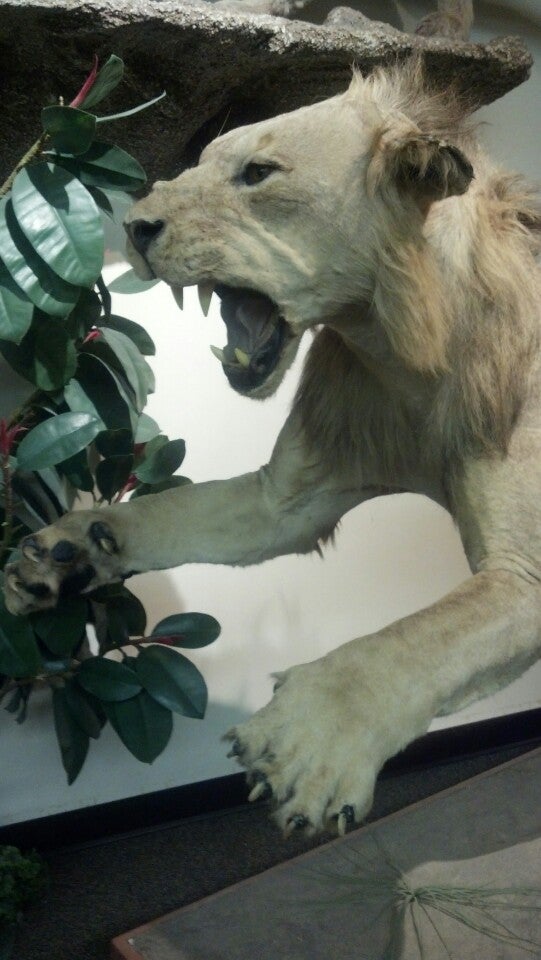 Las Vegas Natural History Museum