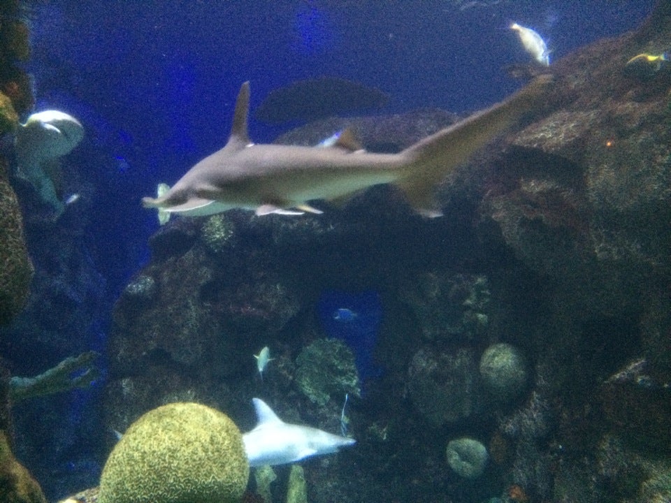 Photo of Shark Reef