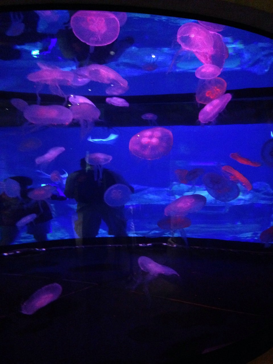 Photo of Shark Reef