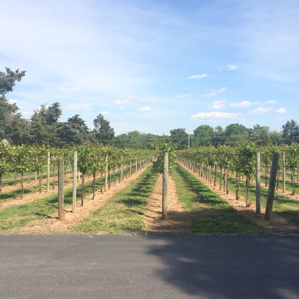 Photo of Buckingham Valley Vineyards