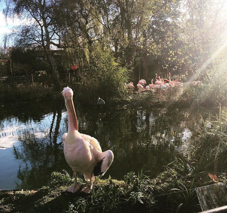 Photo of ZSL London Zoo