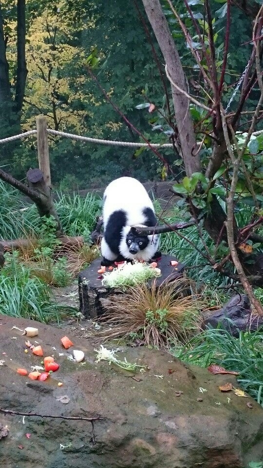 Photo of ZSL London Zoo