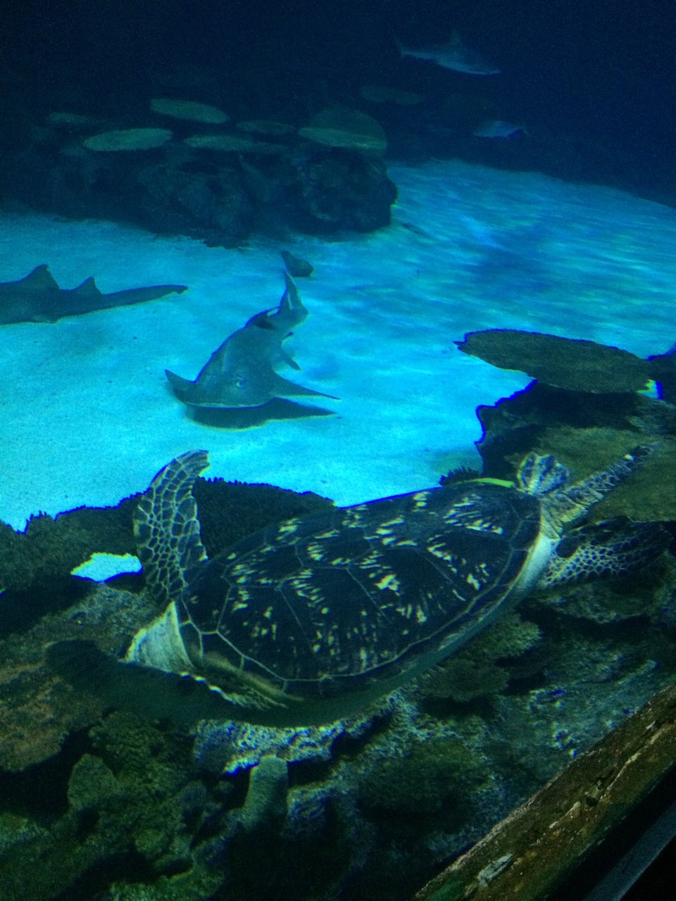 Photo of Shark Reef