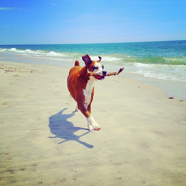 Photo of Fire Island Pines